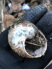 Gastropoda
