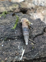 Clausiliidae