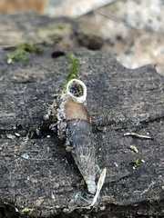 Clausiliidae
