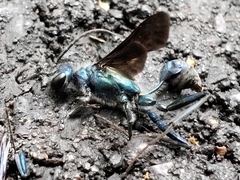 Chalybion zimmermanni