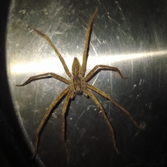 Cupiennius bimaculatus