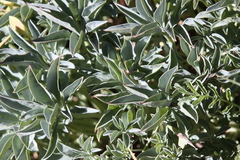 Tropaeolum polyphyllum