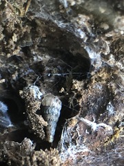 Clausiliidae