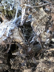 Araneae