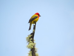 Piranga rubriceps
