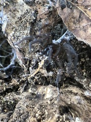 Araneae
