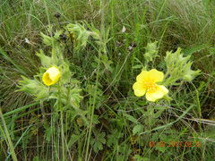 Potentilla astracanica