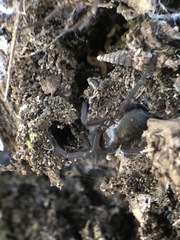 Araneae