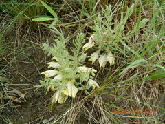 Cymbaria borysthenica