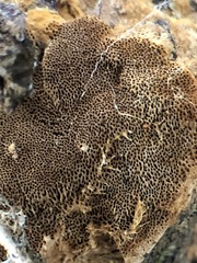 Fungi
