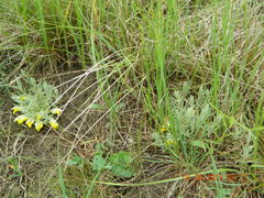 Cymbaria borysthenica