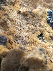 Fungi