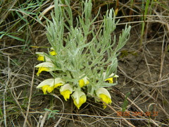 Cymbaria borysthenica