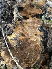 Fungi