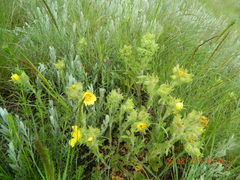 Potentilla astracanica