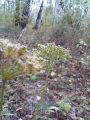 Kadenia dubia