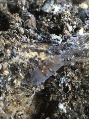 Isopoda