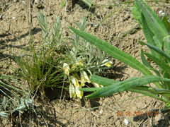 Cymbaria borysthenica