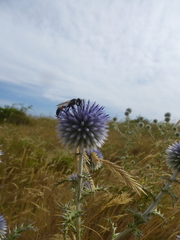 Isodontia splendidula