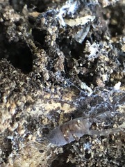 Isopoda