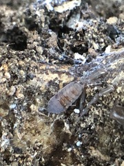 Isopoda
