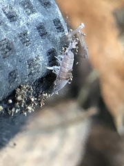 Isopoda