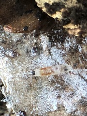 Insecta