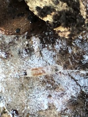 Insecta