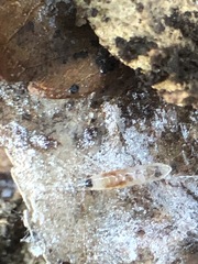 Insecta