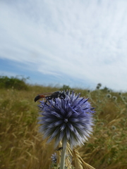 Isodontia splendidula