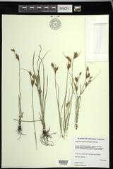 Cyperus schweinitzii