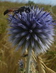 Isodontia splendidula