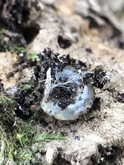 Stylommatophora