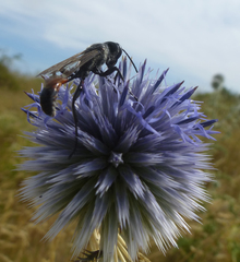 Isodontia splendidula
