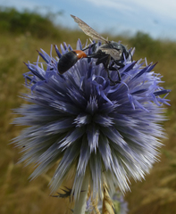 Isodontia splendidula