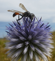 Isodontia splendidula