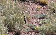 Phrygilus