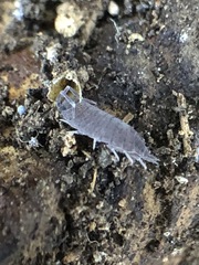 Porcellionides pruinosus