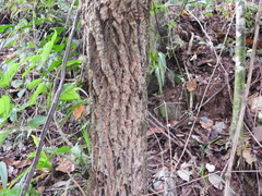 Platymiscium