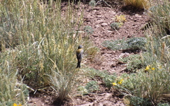 Phrygilus