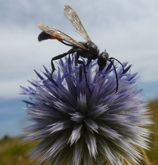 Isodontia splendidula
