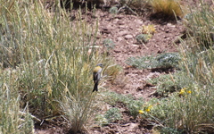 Phrygilus