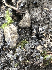 Acariformes
