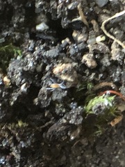 Acariformes