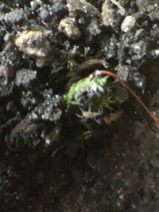 Acariformes