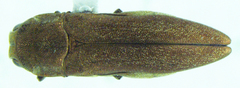 Agrilus obtusus