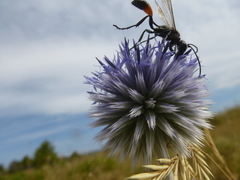 Isodontia splendidula