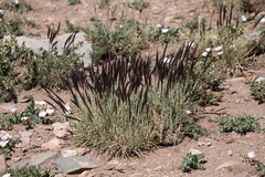 Hordeum comosum