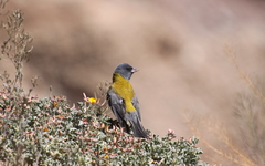 Phrygilus