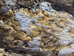 Fungi